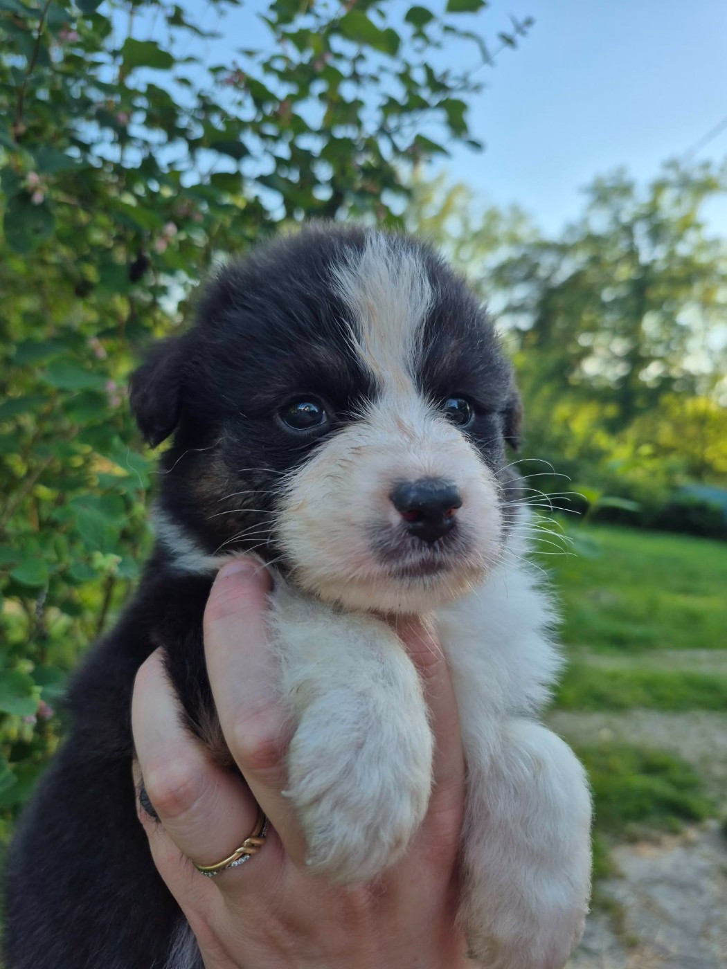 Chiot Berger Australien, Noir tricolore, queue longue. Pour compagnie